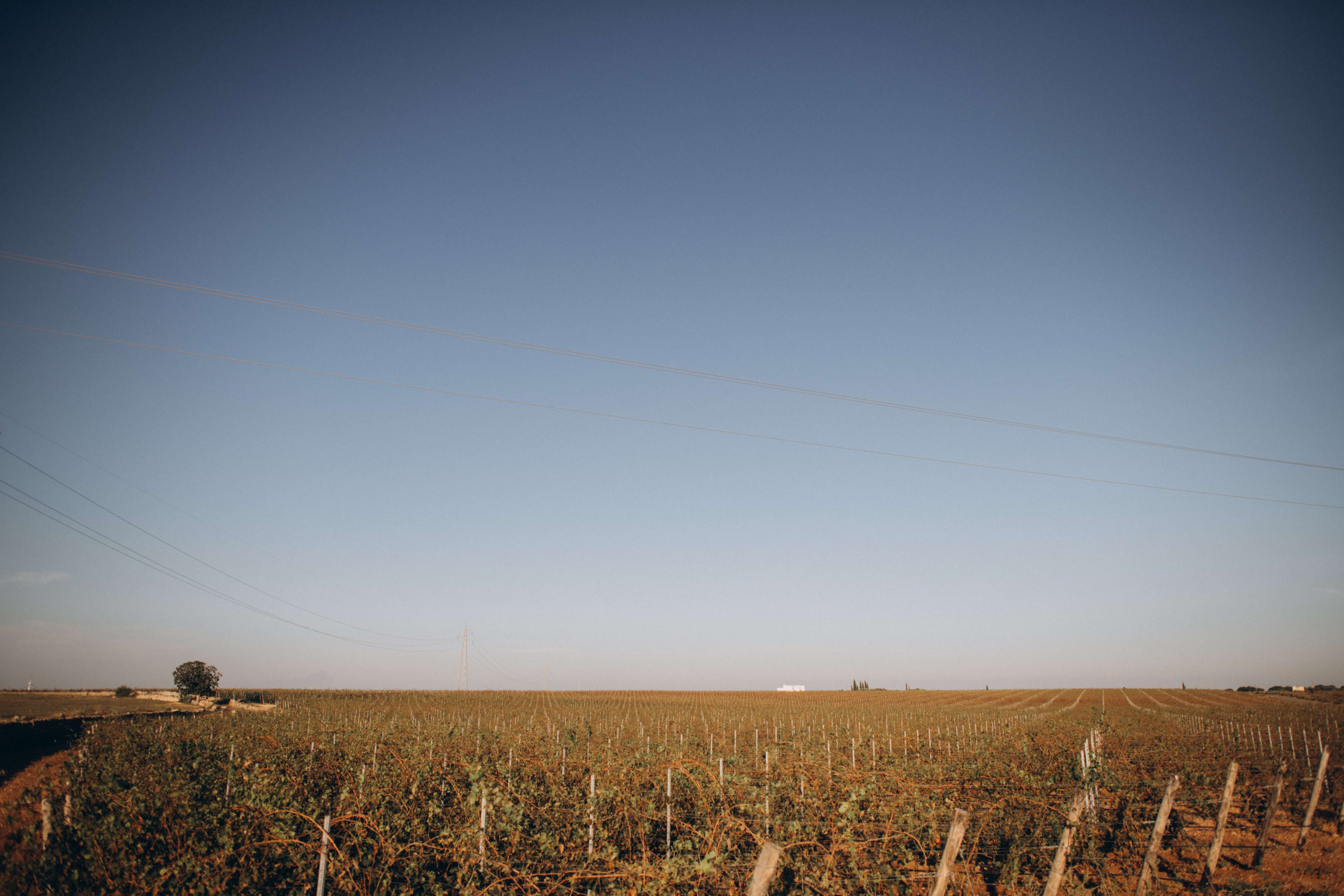vineyards Manduria Primitivo DOP, photo