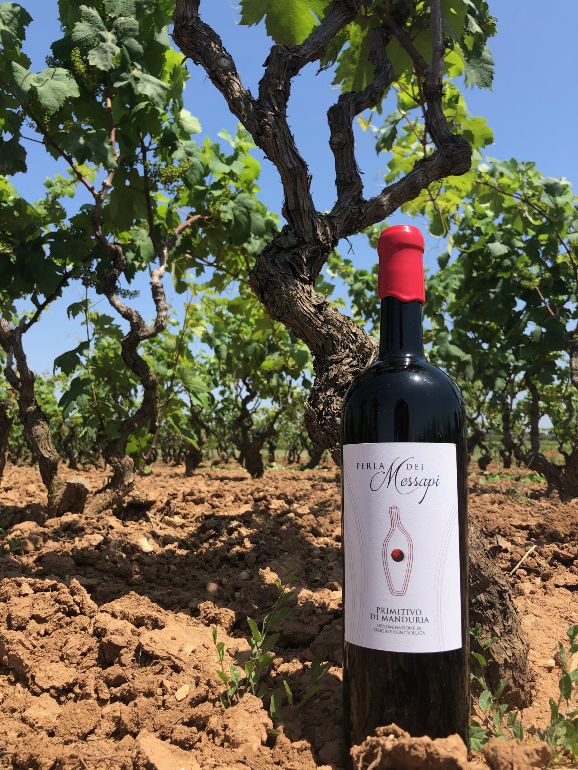 primitivo wine puglia