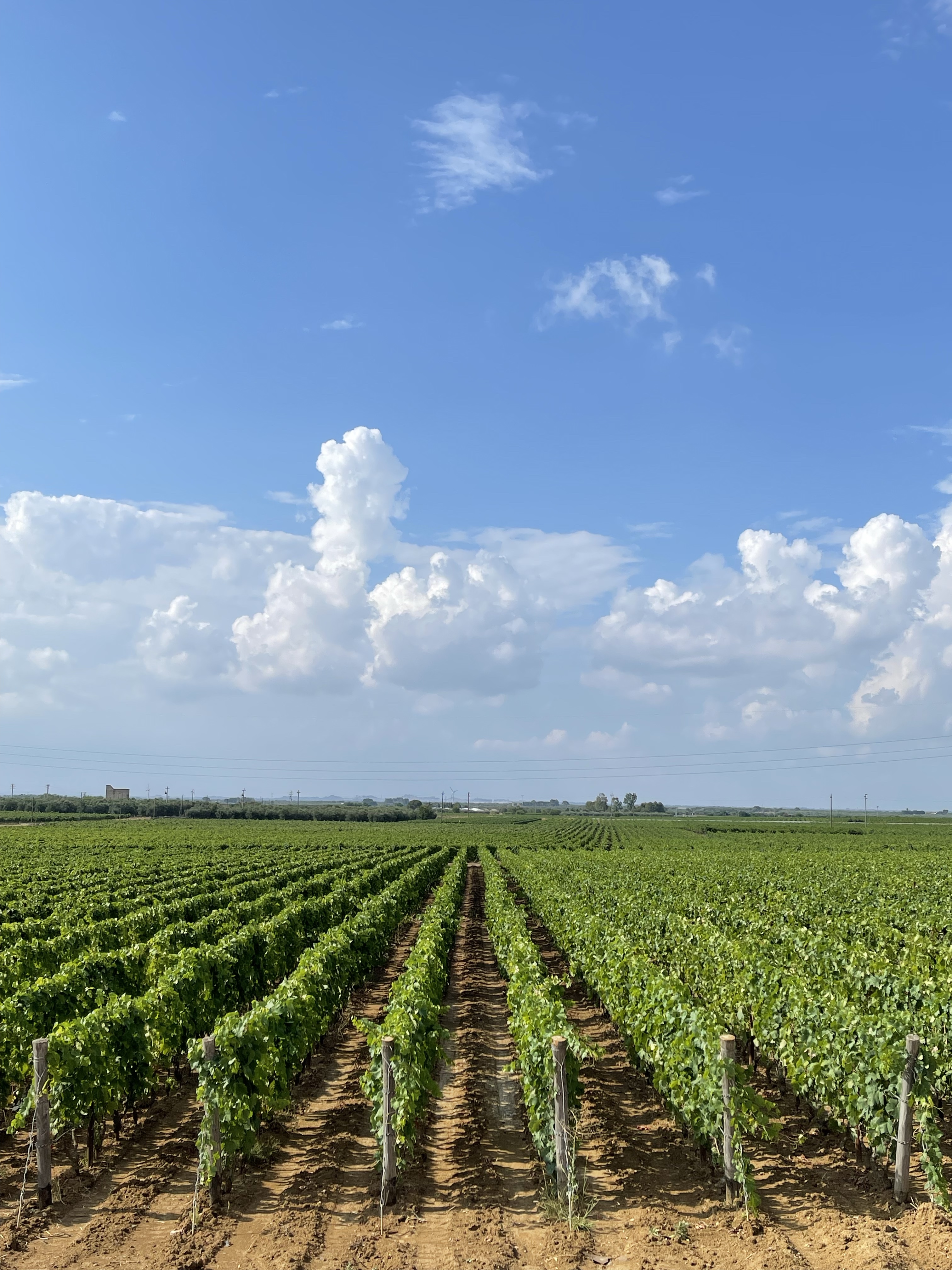 Gianfranco Fino, Manduria cantina winery Puglia