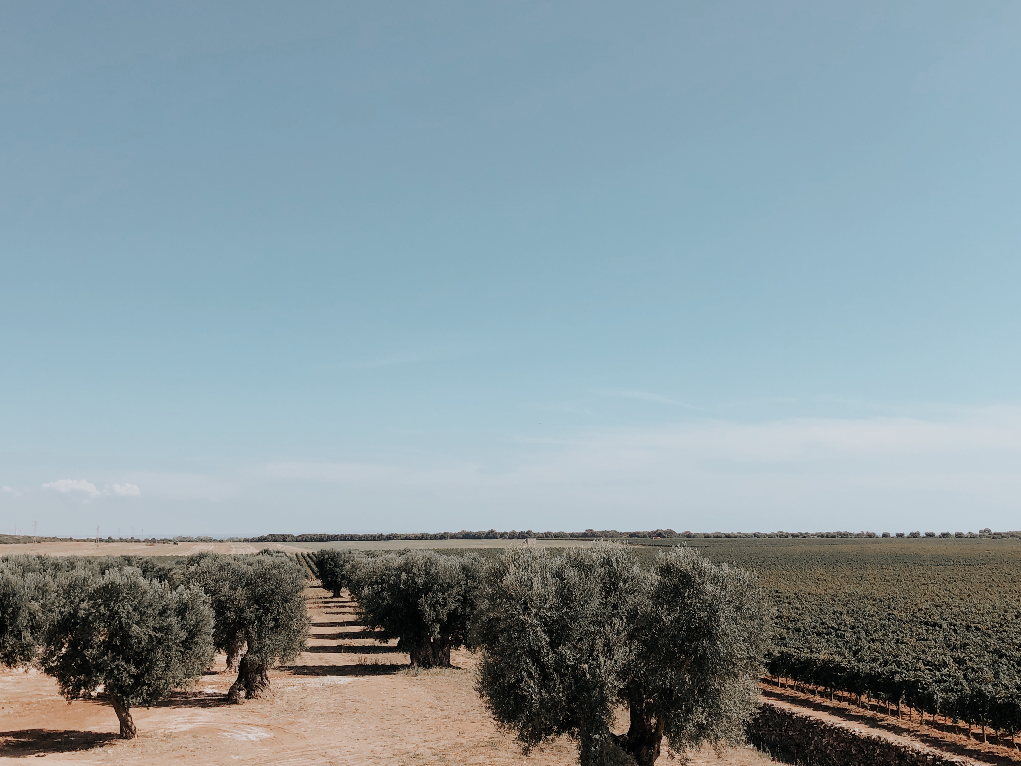 5 new masserias in Puglia to live in Puglia