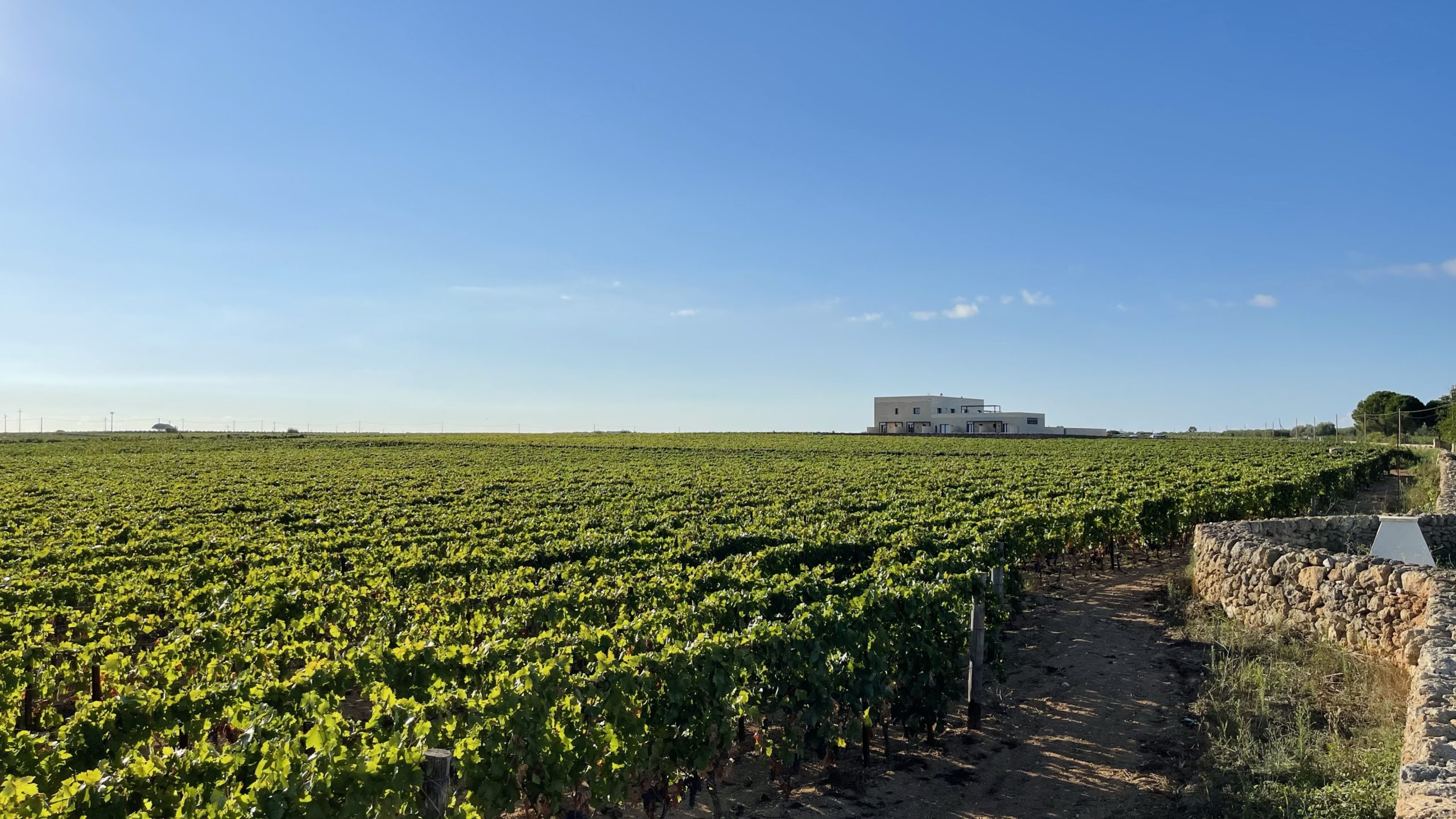 Manduria winery Gianfranco Fino