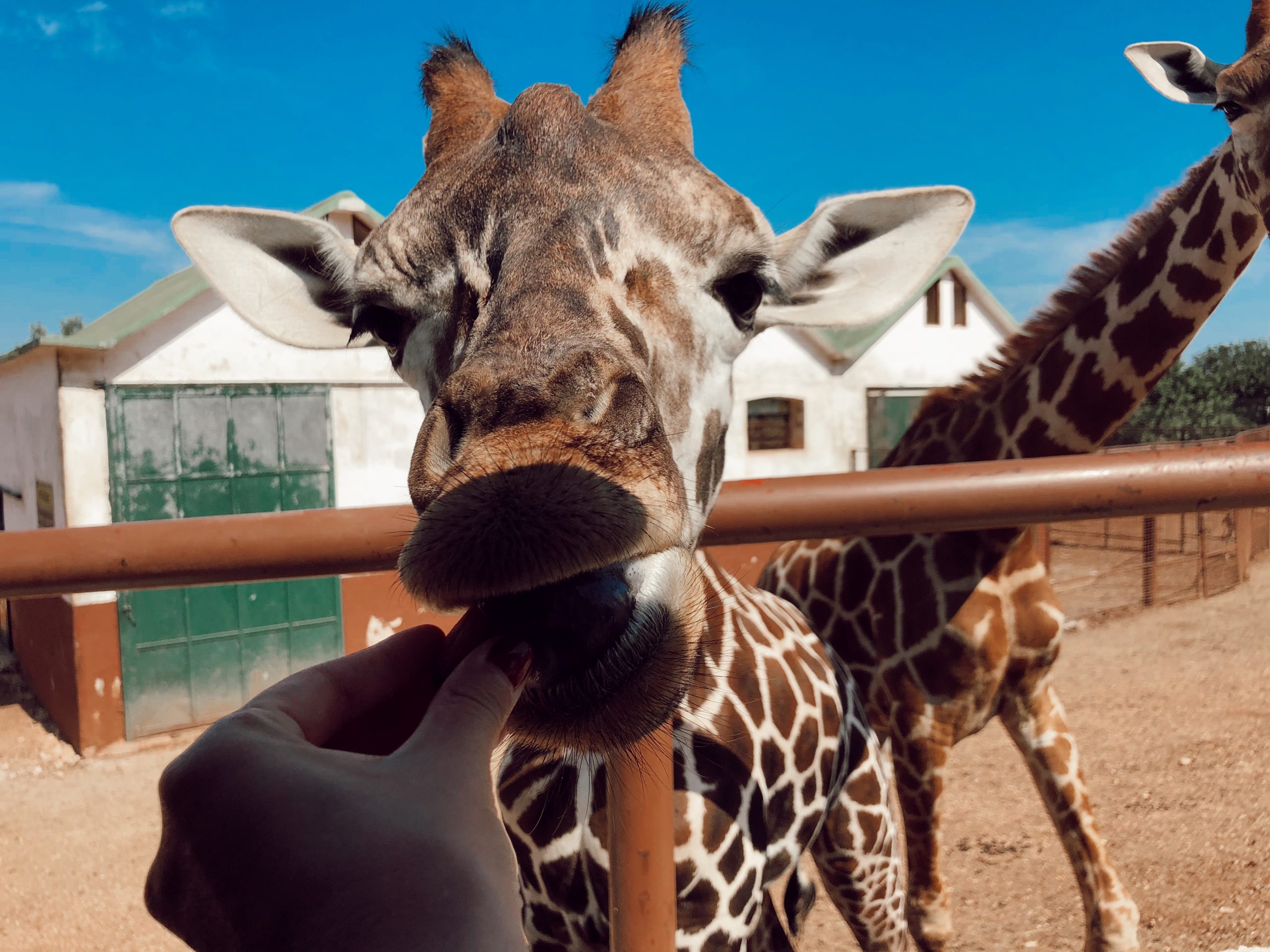 zoo safari puglia for kids apulia glia detei
